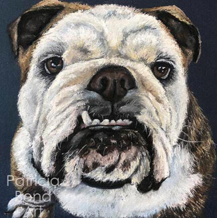 pastel pet portrait of Blue the brindel bulldog with a snaggle tooth and soulful eyes